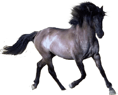 Horse Png Image Download Picture Transparent Background PNG Image
