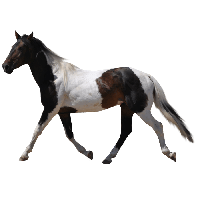 Download Horse Free PNG photo images and clipart | FreePNGImg