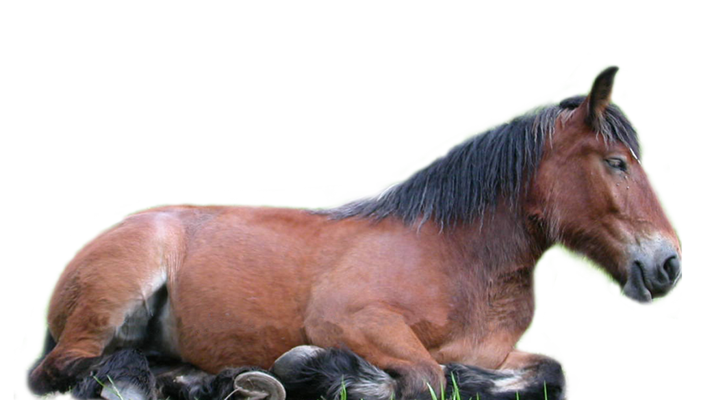 Horse Png 5 PNG Image