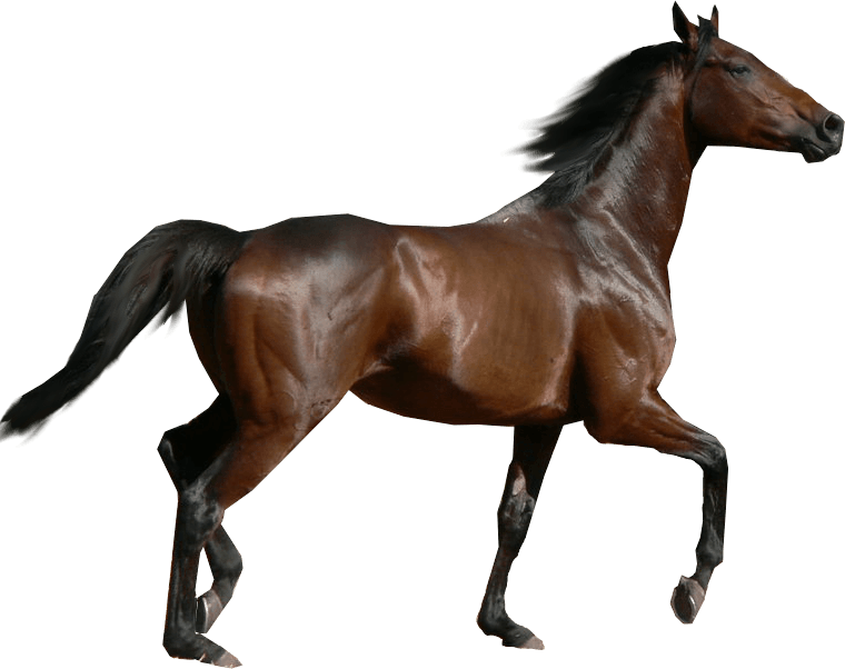 Download Horse Png Image Download Picture Transparent Background HQ PNG  Image | FreePNGImg