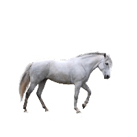 Horse Png Image Download Picture Transparent Background Transparent HQ ...