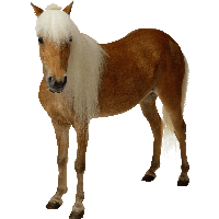 Horse Png Image Download Picture Transparent Background Transparent HQ ...