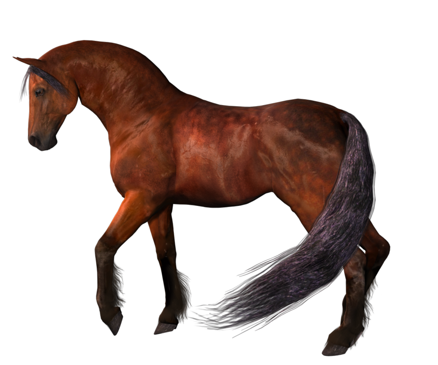 Download Horse Png 2 HQ PNG Image | FreePNGImg