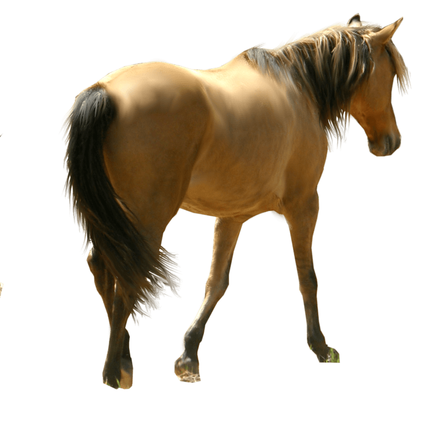 Horse Siluet Png Image Download Picture Transparent Background PNG Image