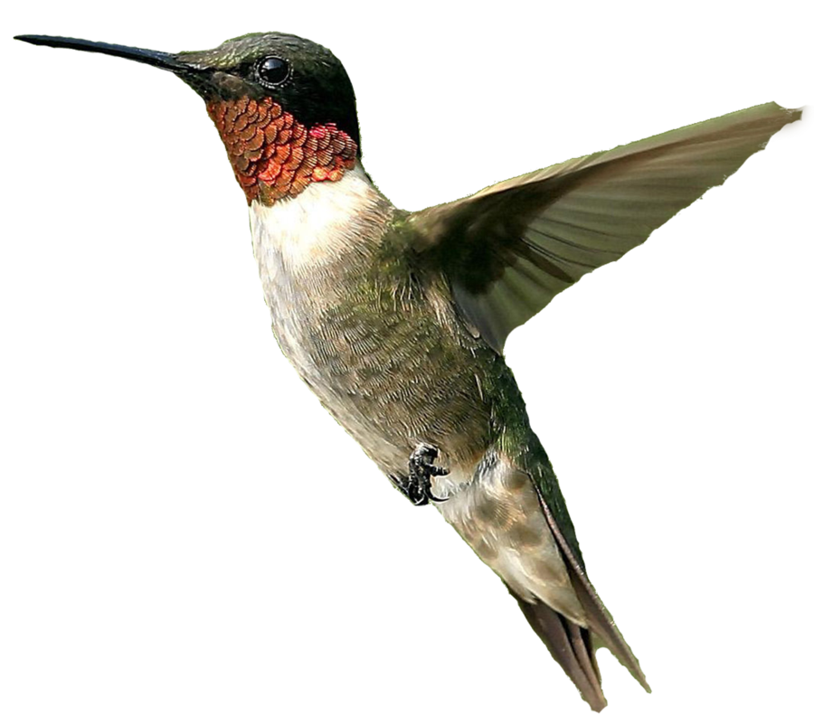 Hummingbird Png File PNG Image