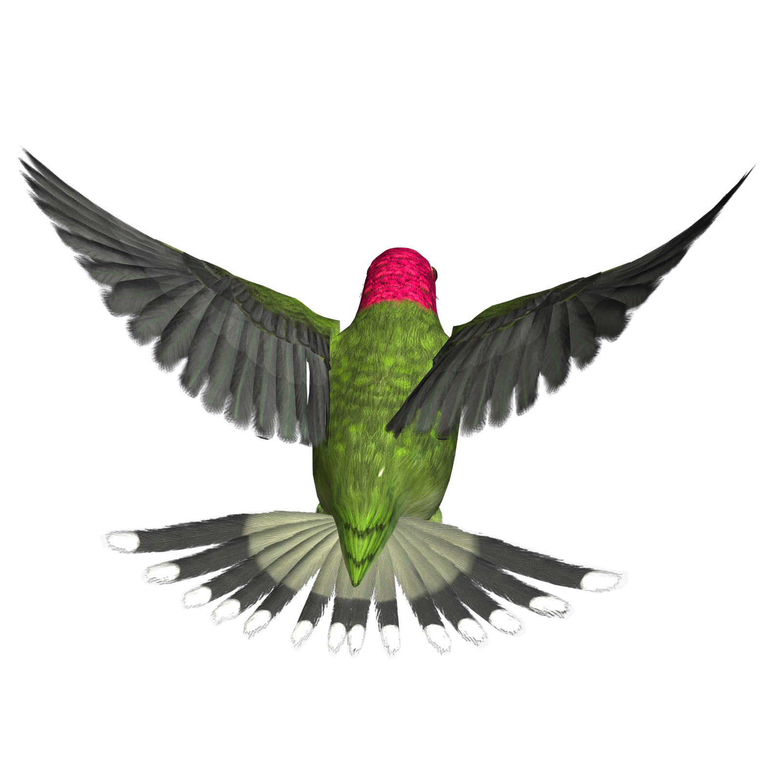 Hummingbird Png Hd PNG Image