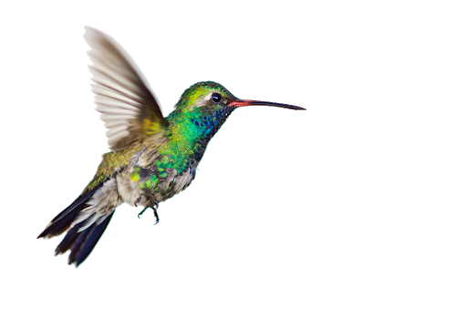 Flying Colorful Hummingbird Free PNG HQ PNG Image