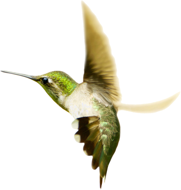 Flying Hummingbird Free Download PNG HD PNG Image