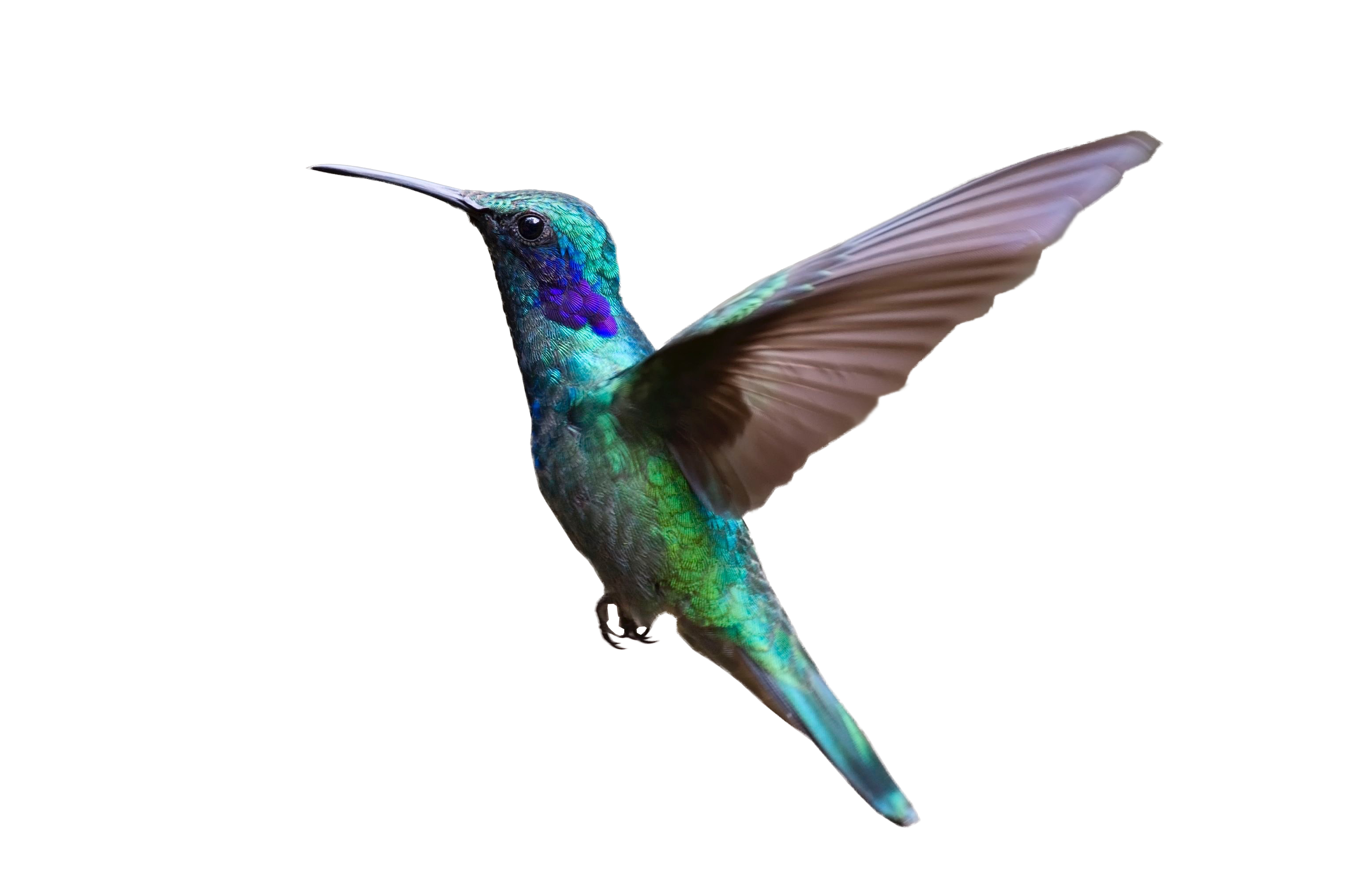 Flying Hummingbird Download HQ PNG Image