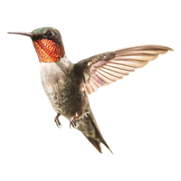 Watercolor Flying Hummingbird Free Download PNG HQ PNG
