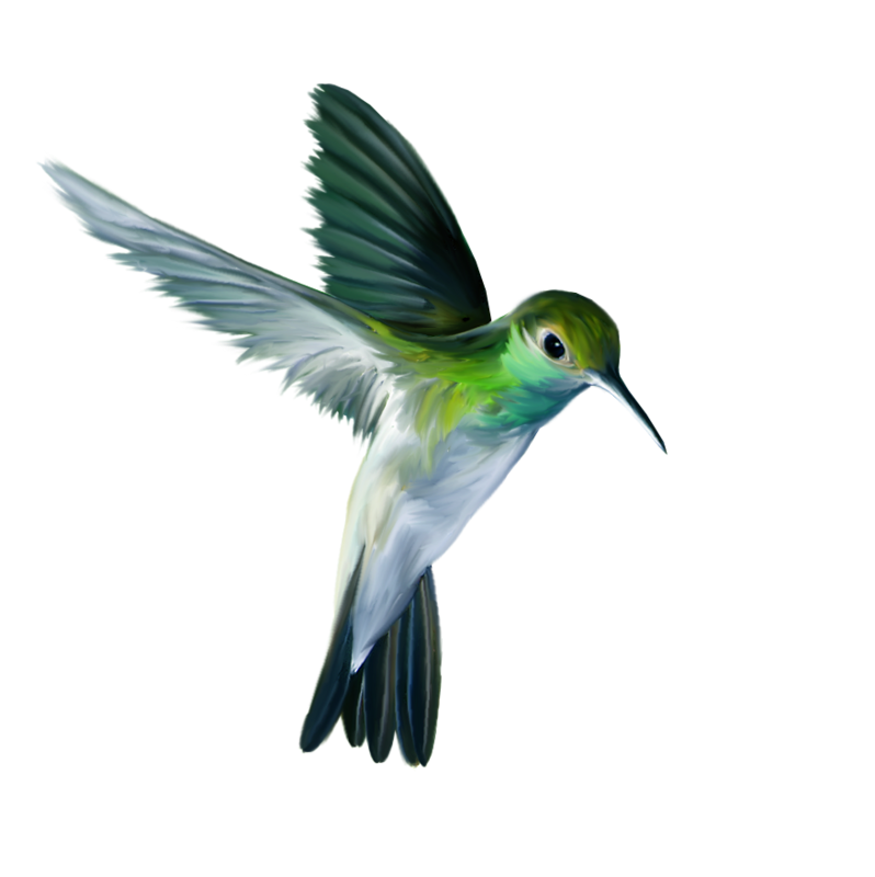 Watercolor Flying Hummingbird PNG Download Free PNG Image