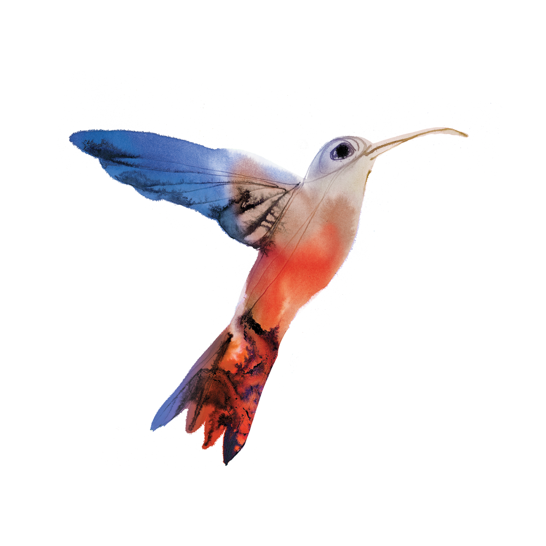 Watercolor Photos Flying Hummingbird PNG Download Free PNG Image