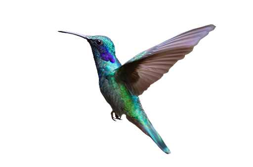 Watercolor Flying Hummingbird Free Transparent Image HD PNG Image