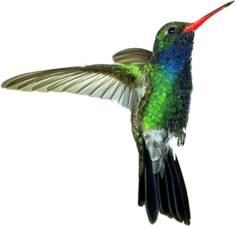 Real Photos Flying Hummingbird Free Download PNG HD PNG Image