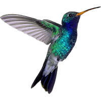 Turquoise Flying Hummingbird Download HQ PNG