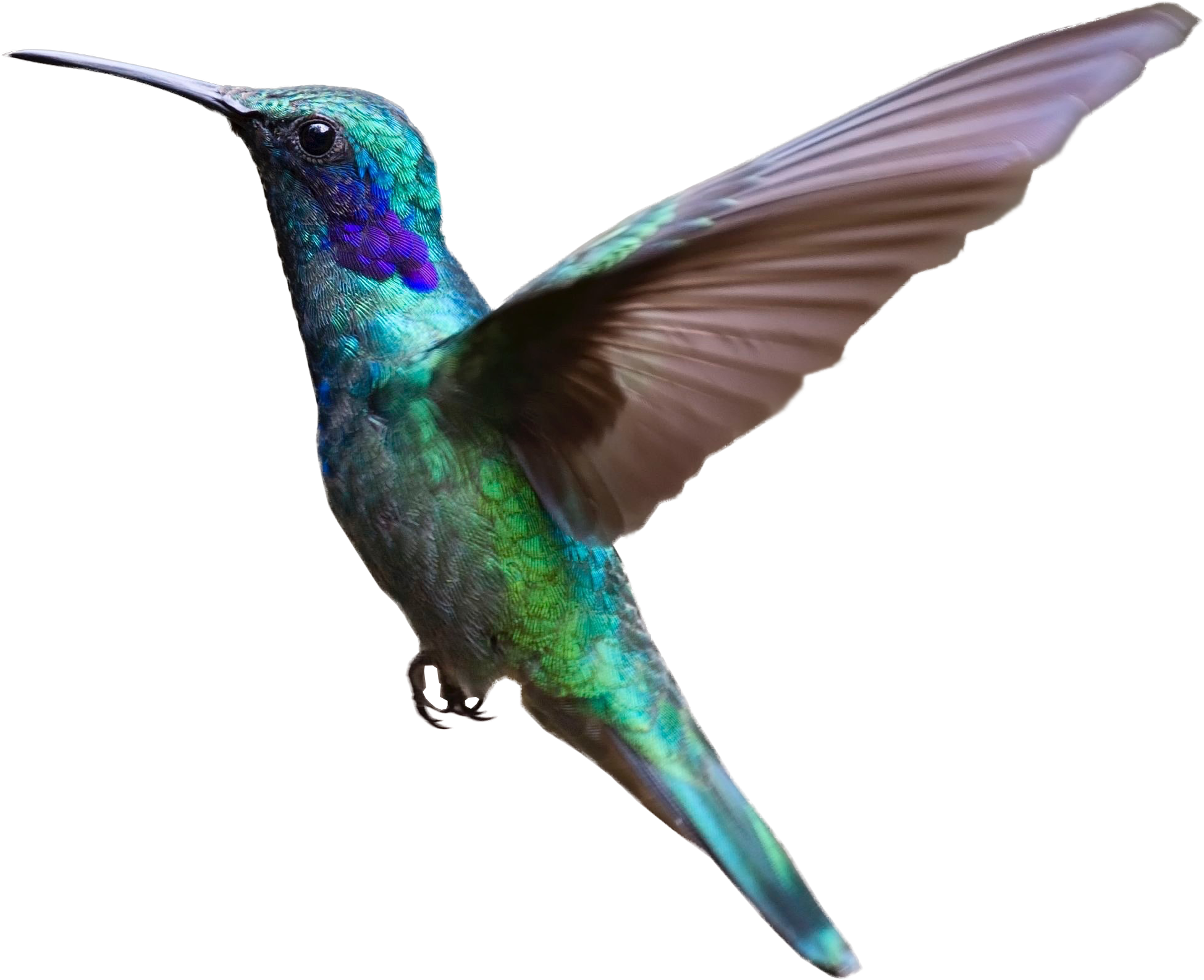 Photos Turquoise Flying Hummingbird PNG Image High Quality PNG Image