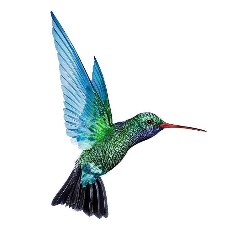 Turquoise Flying Hummingbird Download Free Image PNG Image