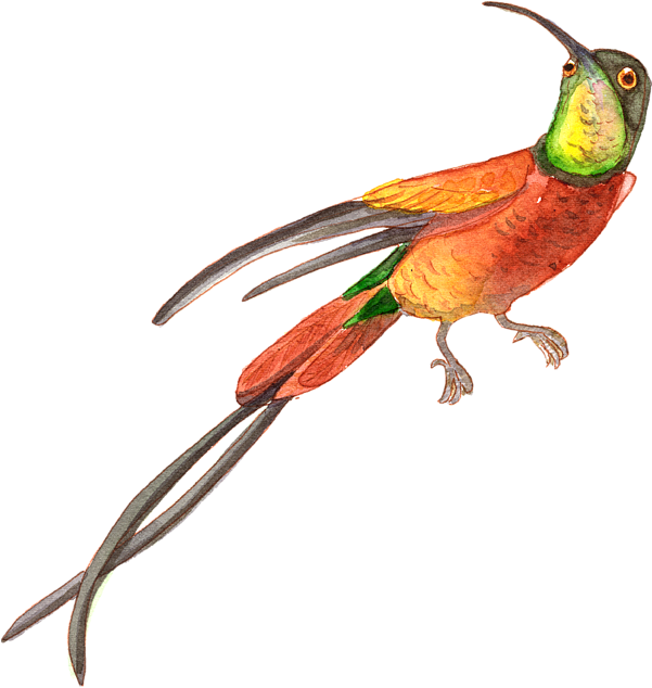 Watercolor Hummingbird Free Clipart HQ PNG Image