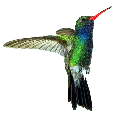Hummingbird Transparent PNG Image