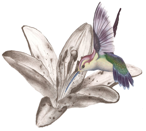 Hummingbird Tattoos Free Png Image PNG Image