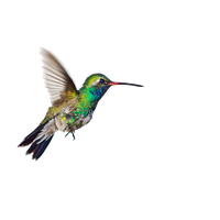 Download Hummingbird Free PNG photo images and clipart | FreePNGimg