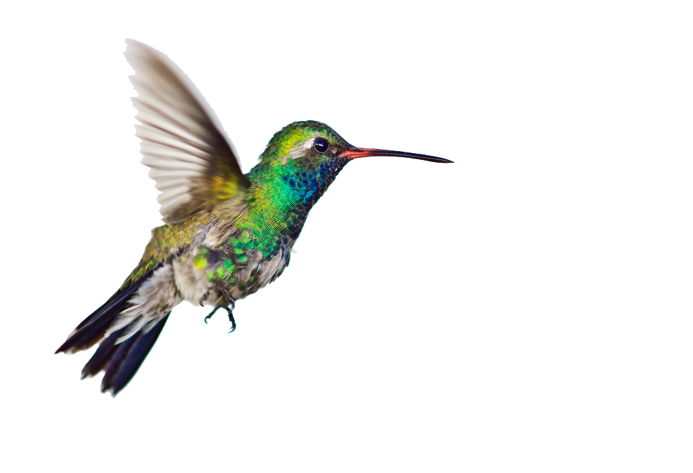 Hummingbird Png Clipart PNG Image