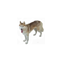 download husky free png photo images and clipart freepngimg husky free png photo images and clipart