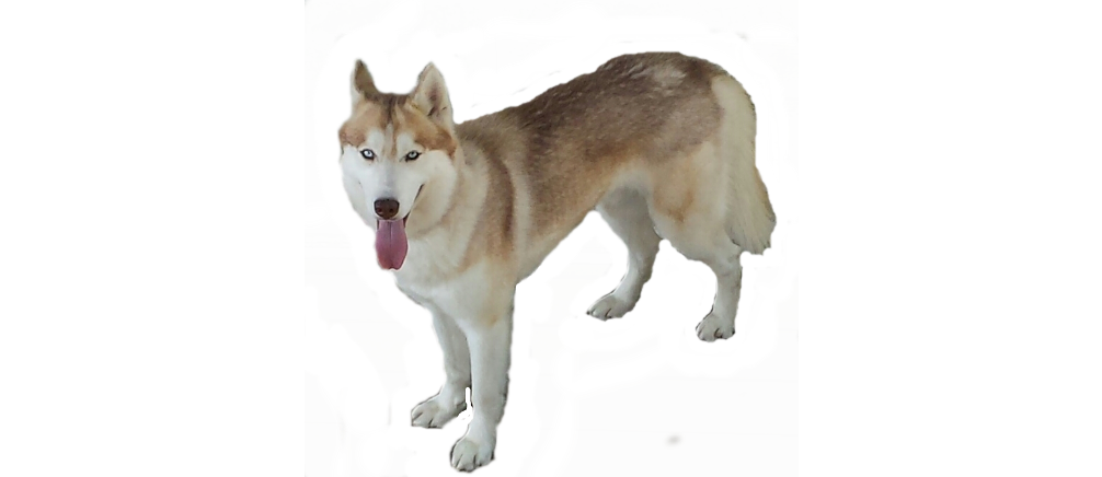 Husky Transparent PNG Image