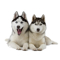 download husky free png photo images and clipart freepngimg husky free png photo images and clipart