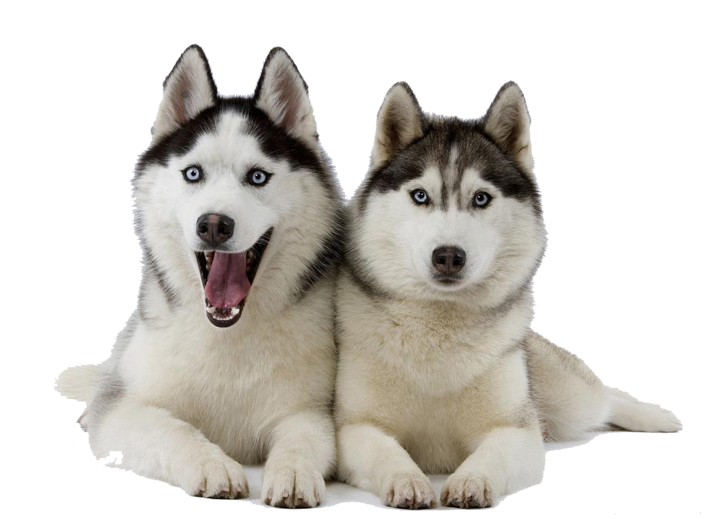 Husky Clipart PNG Image