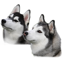 download husky free png photo images and clipart freepngimg husky free png photo images and clipart