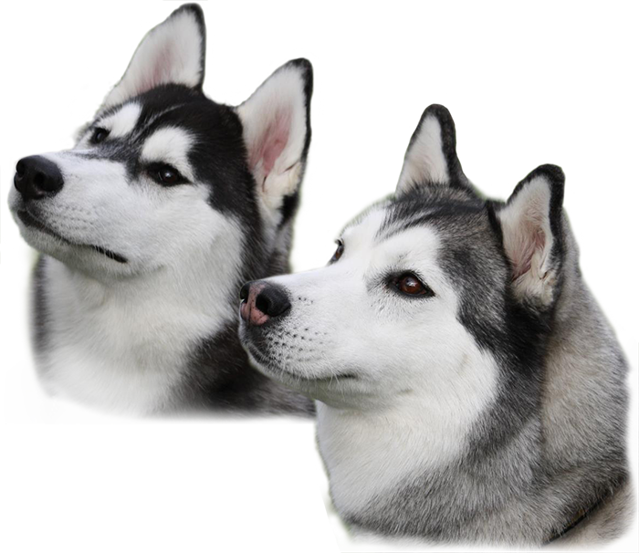 Husky Image PNG Image