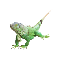 Iguana Hd Transparent HQ PNG Download | FreePNGImg