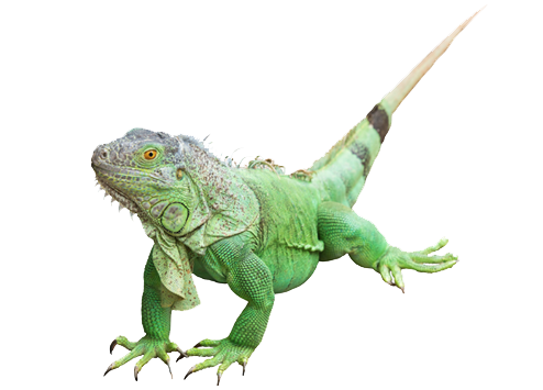 Iguana Photos Transparent PNG Image