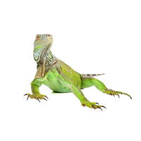 Iguana Picture Transparent HQ PNG Download | FreePNGImg