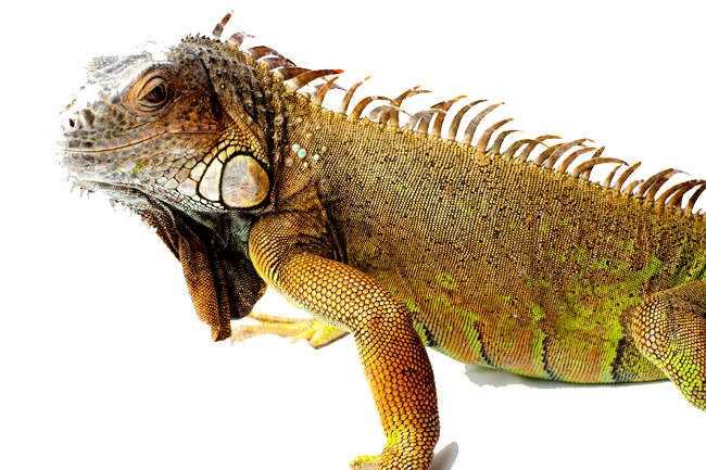 Iguana Picture PNG Image