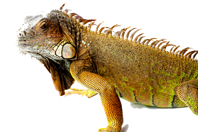 Iguana Picture Transparent PNG Image