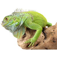 Iguana Picture Transparent HQ PNG Download | FreePNGImg