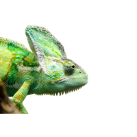 Iguana Transparent HQ PNG Download | FreePNGImg