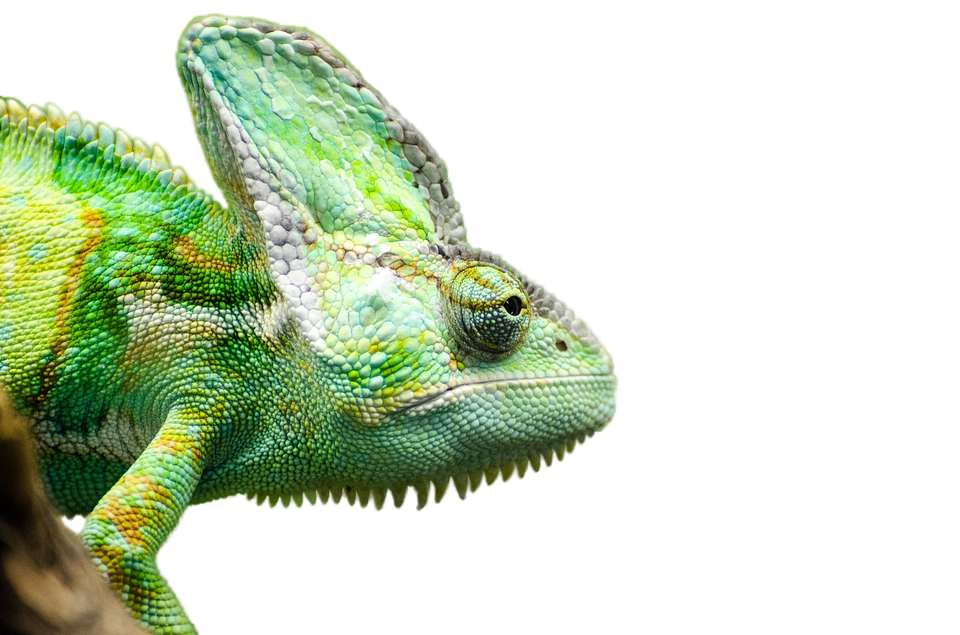 Iguana Transparent Picture Transparent PNG Image