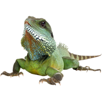 Download Iguana Free PNG photo images and clipart | FreePNGimg