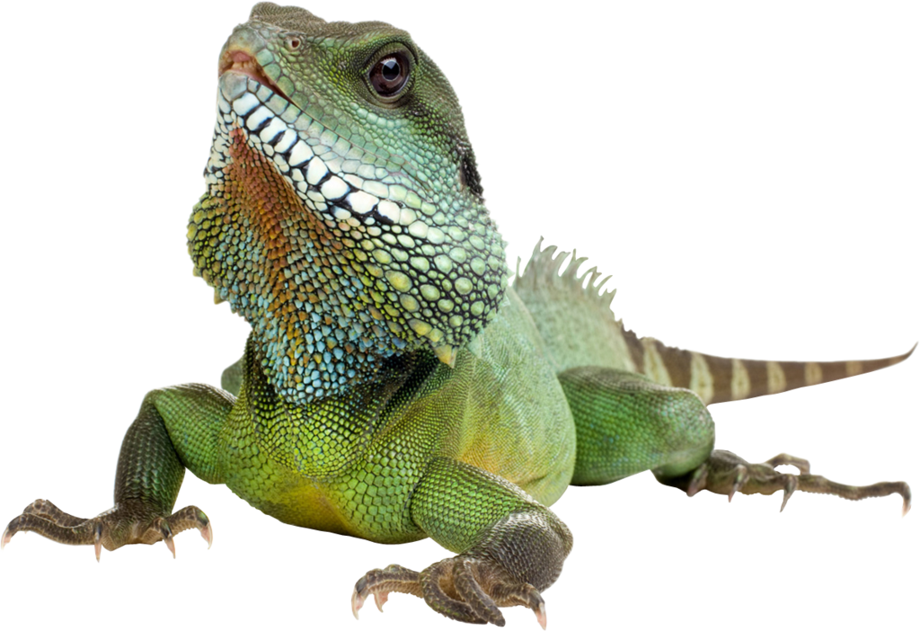 Iguana Transparent Background Transparent HQ PNG Download | FreePNGImg