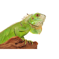 Download Iguana Free Png Photo Images And Clipart 