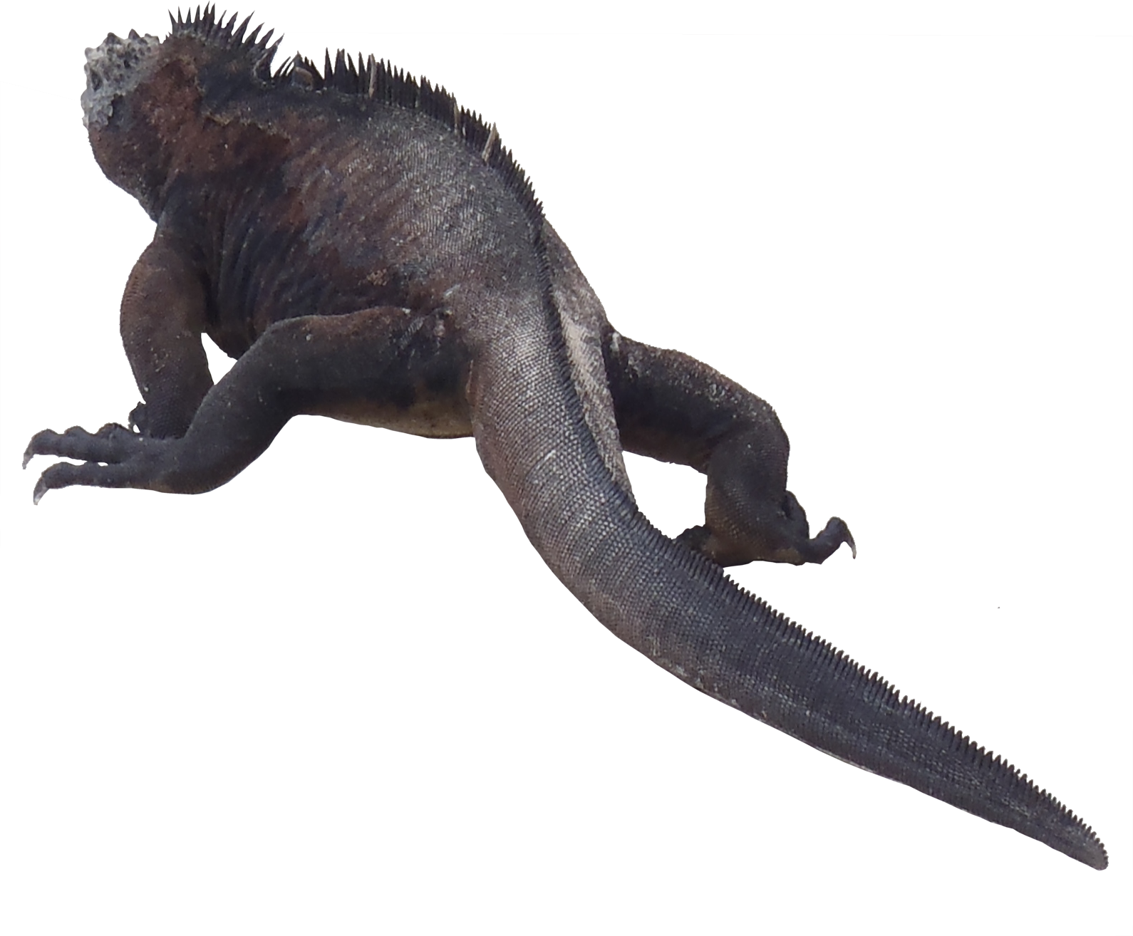 Iguana Transparent PNG Image