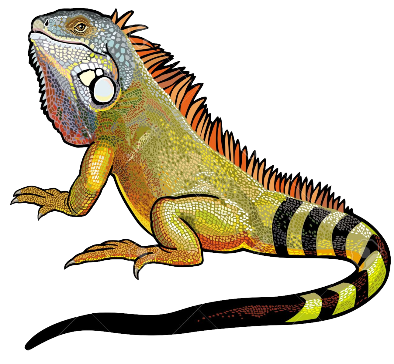Iguana File PNG Image
