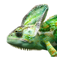 Download Iguana Free PNG photo images and clipart | FreePNGimg