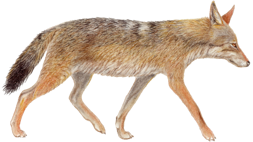 Jackal coyote Transparent PNG Image