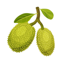 Jackfruit PNG