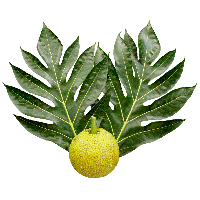 Jackfruit Transparent PNG Image