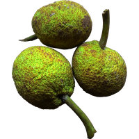 Jackfruit fruit Transparent PNG Image